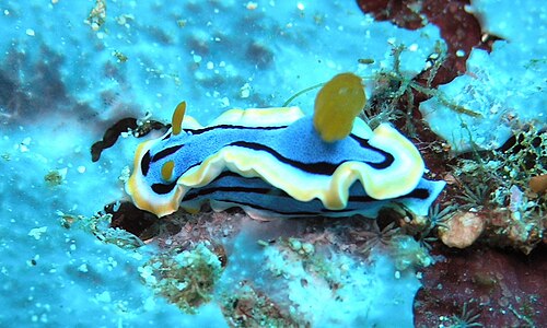 インドネシア、レンベ海峡産のクロモドリス・アンナエ