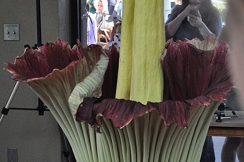 大勢の人々が見守る中、巨大な緑と赤の花。
