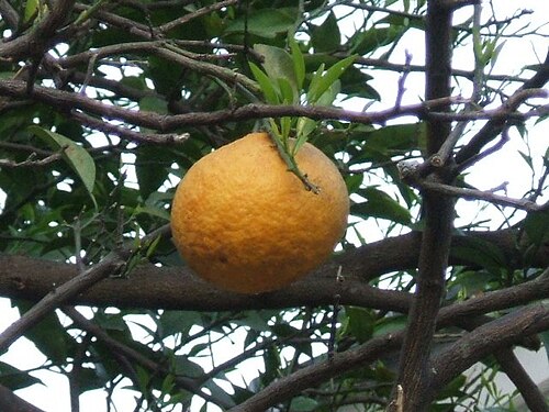 木の上。