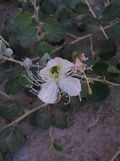 アブ・パクシュのケッパーの花