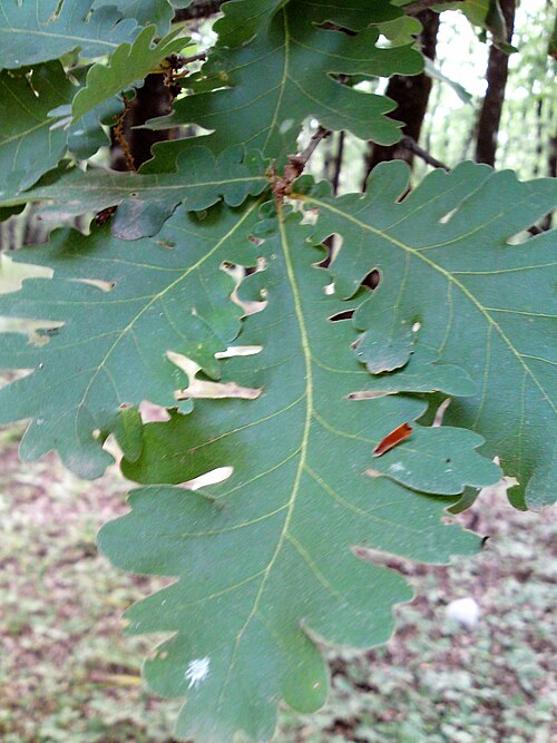 Quercus frainetto（ハンガリーオーク）の葉。