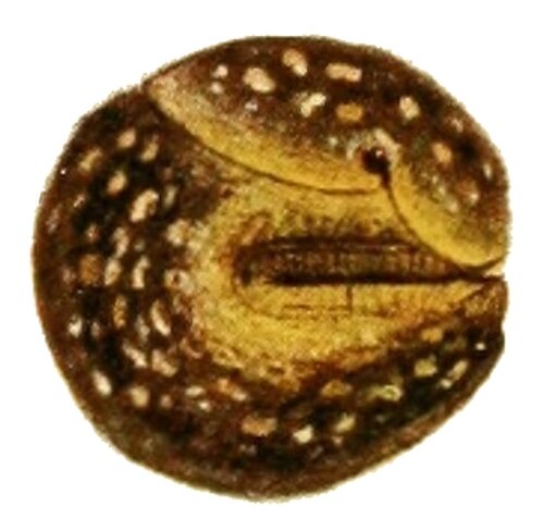 茶色と黄色の斑点のあるナメクジが体を丸めてボール状になり、頭は完全に引っ込み、外套膜の縁と尾はほぼ触れ合い、足の表面は全く露出していない。