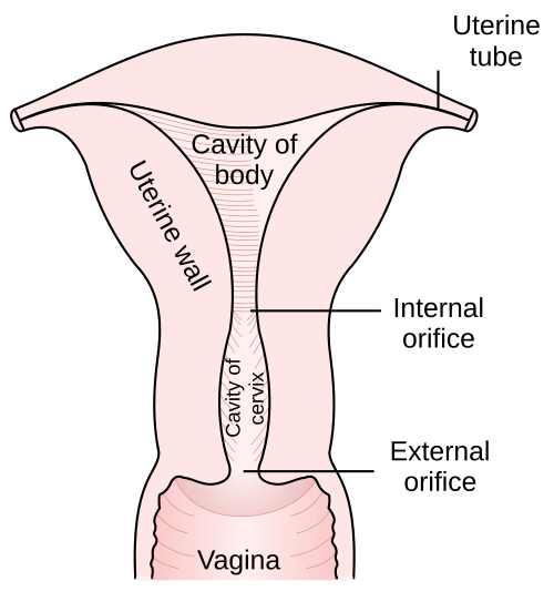 子宮と膣の一部の図。