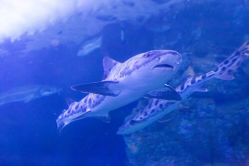 ヒョウ柄のサメ