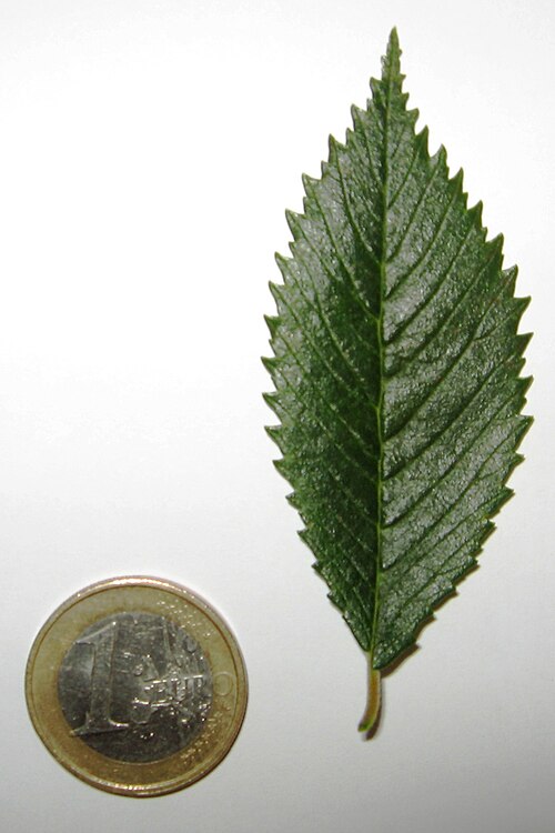 葉っぱと1ユーロ硬貨。
