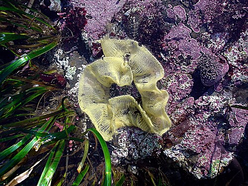 カリフォルニア州モスビーチで発見された、ドリドウミウシの卵のリボン