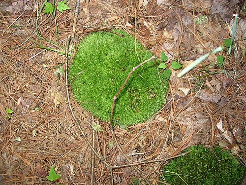 針葉樹の下（日陰で、通常は乾燥した場所）に生えた小さな苔の塊