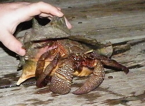 人間の手には未成熟の巻貝が握られており、その中には非常に大きな茶色のヤドカリが入っています。