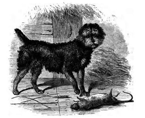 「丸い頭をした黒い犬が、死んだネズミのそばに立っている絵。」