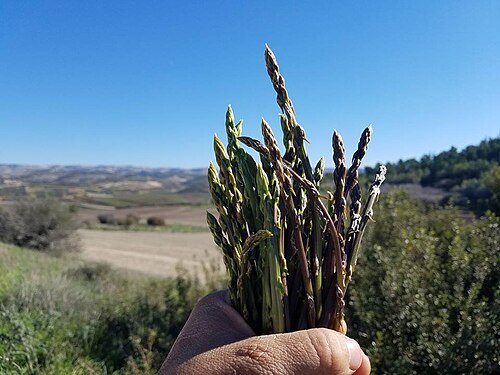 レバント原産の野生アスパラガス（Asparagus aphyllus）