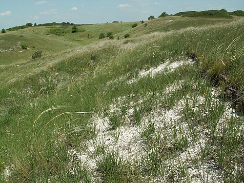ゴルシェチェンスキー地区中央黒土自然保護区の草原の風景
