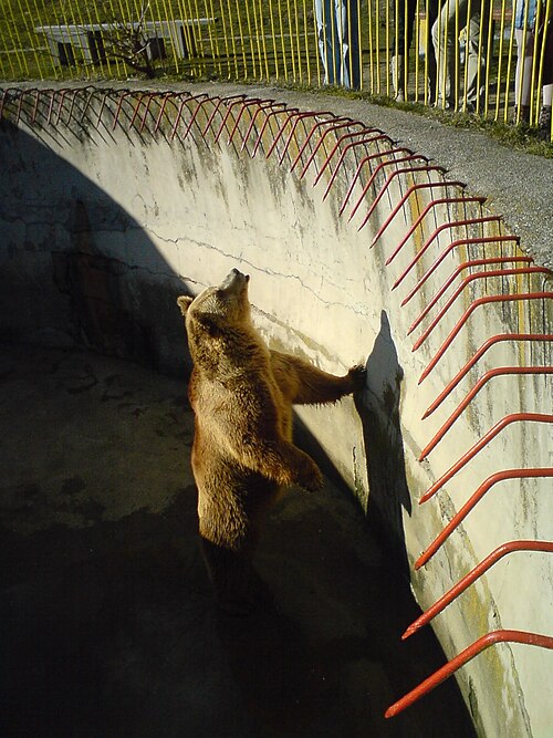 同じクマ。この子は、この動物園で過去 20 年間に生まれた最初の子です。