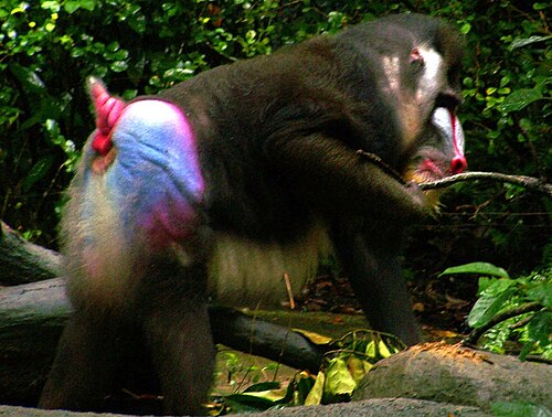 赤、青、紫色の臀部を持つ成体のオスのマンドリル