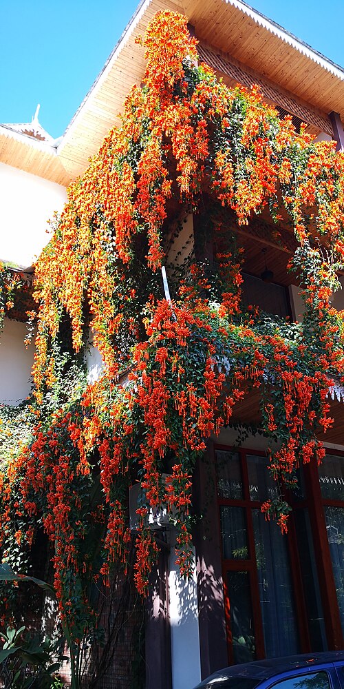 Pyrostegia venusta - 生息地。 2020 年 1 月。場所: 中国南西部雲南省西双版納市景紅市