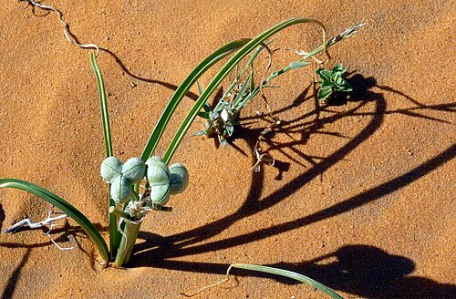 3種類の異なる植物が深い砂地に生育する
