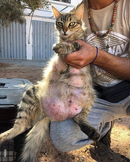 乳腺炎の猫
