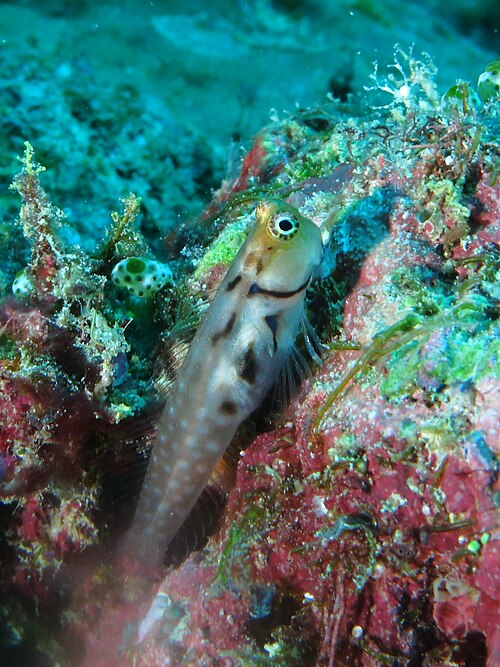 モルディブ ブレニー (Ecsenius minutus)