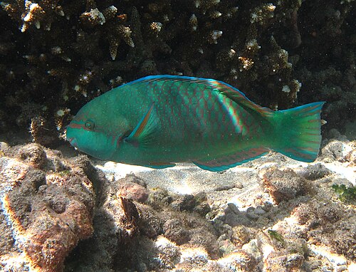 雄の Scarus globiceps