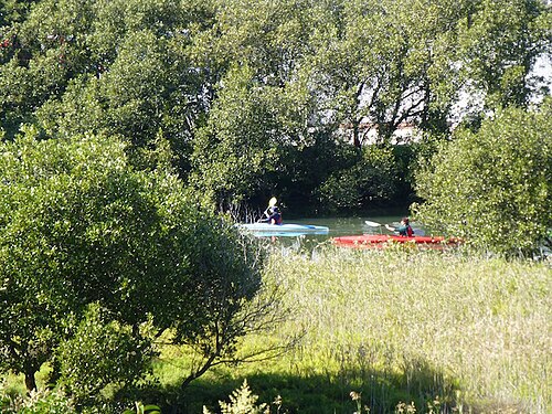 ニューサウスウェールズ州アールウッド、ジャクソン プレイスの下にあるウォリ クリークの塩性湿地とマングローブ。
