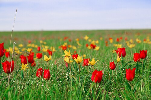 ロストフ州、黄色い Tulipa sylvestris を伴った、完全に赤い Tulipa suaveolens の花壇。