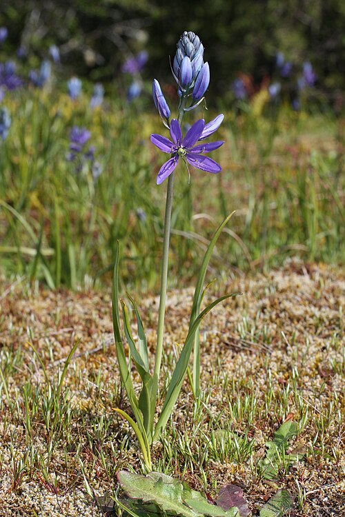濃い緑色の葉の基部から、細い茎に紫色の花が咲き誇る。