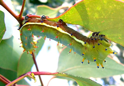 ユーカリの葉を食べている毛虫
