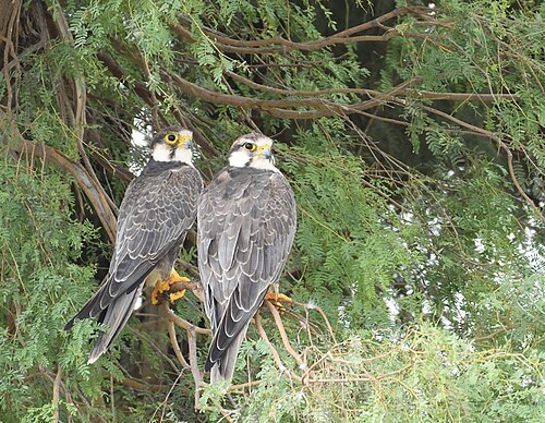 コハヤブサのつがい。左側の頭の色が濃い方が成鳥のオス、薄い方が成鳥のメスです。このような違いは珍しくありません。