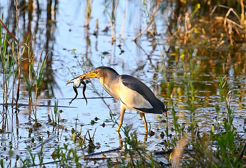 ブルガリア、アルドミロフツィ湿原のカエルと