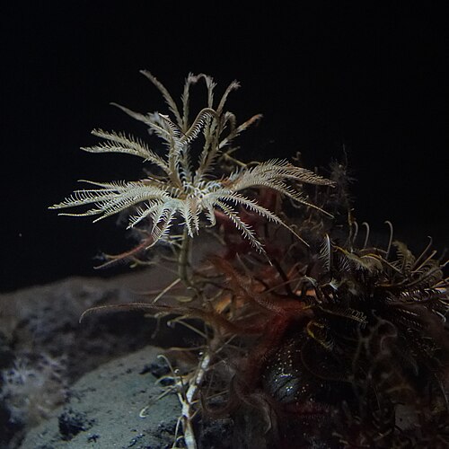 Metacrinus rotundus（イセリクリン科）