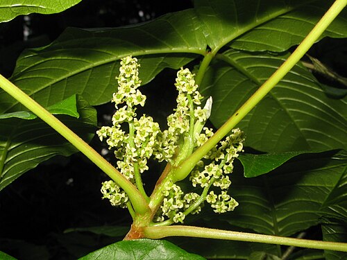 雌花