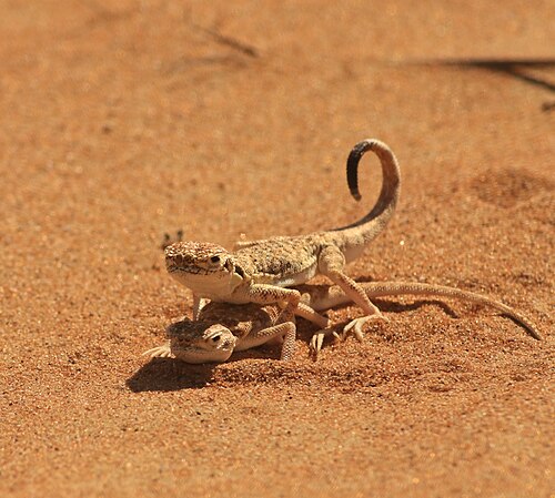 アラビアヒキガエルアガマの繁殖