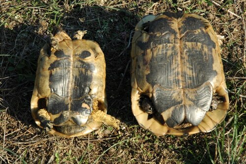 サルデーニャ島のギリシャリクガメ：オス（左）とメス（右）の腹甲