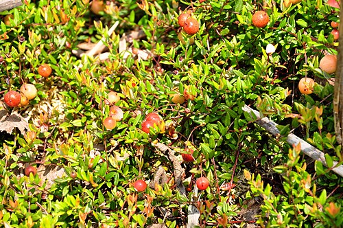 その中には Vaccinium oxycoccos などの植物も含まれています...
