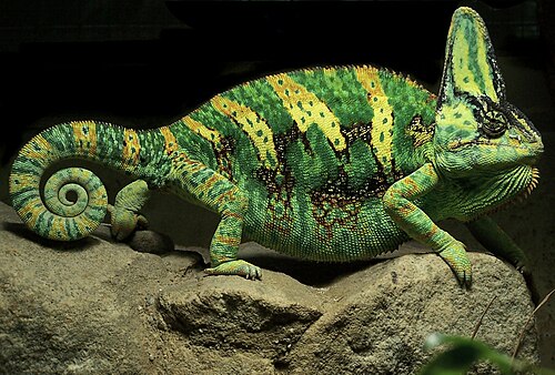 ベールカメレオン（学名：Chamaeleo calyptratus）は、主に気分や信号伝達のために体色を変化させる。