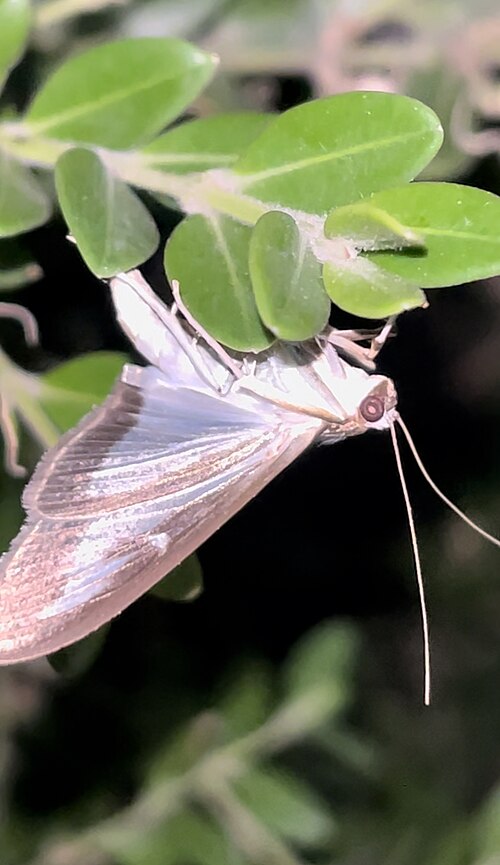 ツゲノメイガ（Cydalima perspectalis）