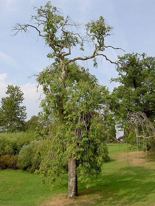 シダレトネリコ Fraxinus excelsior 'Pendula'、ナイトシェイズ コート、イギリス