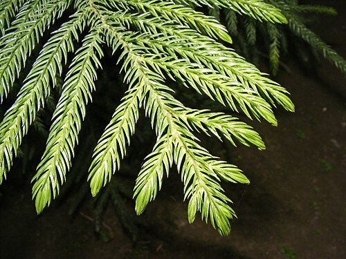 ナンヨウスギ科：クックマツ（Araucaria columnaris）の錐状の葉