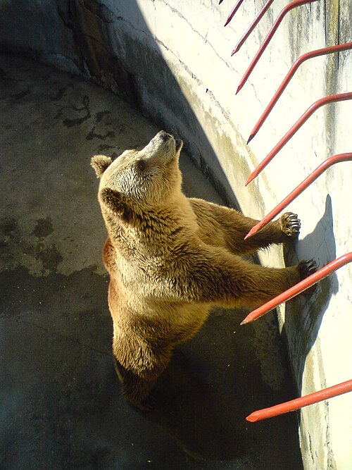 ビトラ動物園に生息する4頭のクマのうちの1頭。最近父親になった。