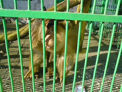 ビトラ動物園で一番大きな猿。そして最年長の猿。