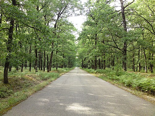 森の中の道にて。