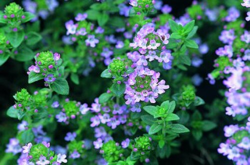 一般的なタイム（Thymus vulgaris）の精油には、殺菌作用と抗真菌作用を持つモノテルペンであるチモールが含まれている。