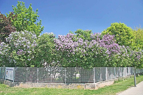 花が咲くシリンガリウム