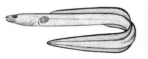 アナゴ（学名：Leptocephalus conger）