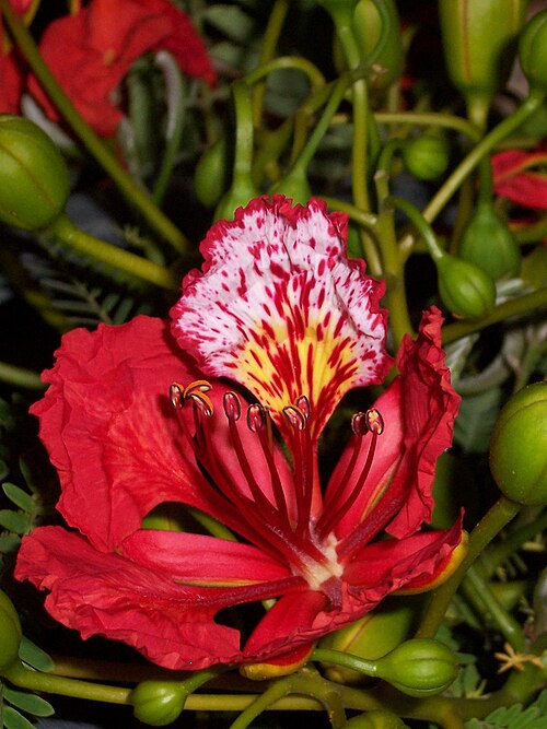 カボン公園では、デロニクスまたは観賞用のグルモハールの花が咲き乱れています。