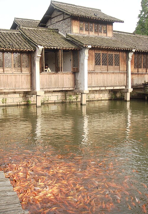 池の鯉