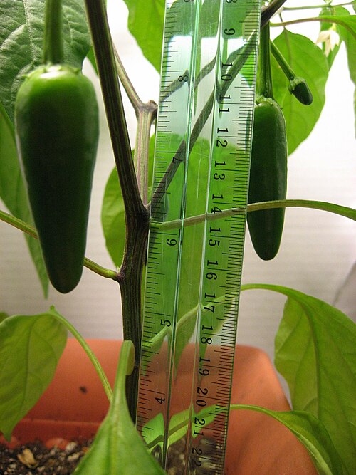 莢の付いたハラペーニョの植物