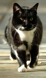 カメラに向かって歩きながら左を向いている白黒の猫
