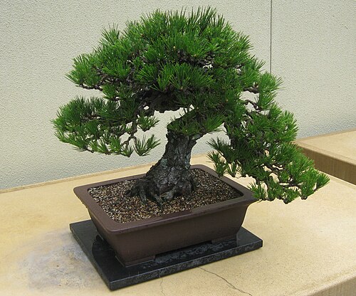 マツ thunbergii var.コルティカータ盆栽