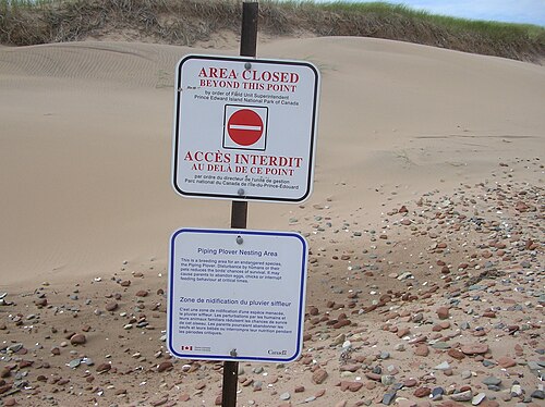 プリンスエドワード島、キャベンディッシュビーチの保護営巣地