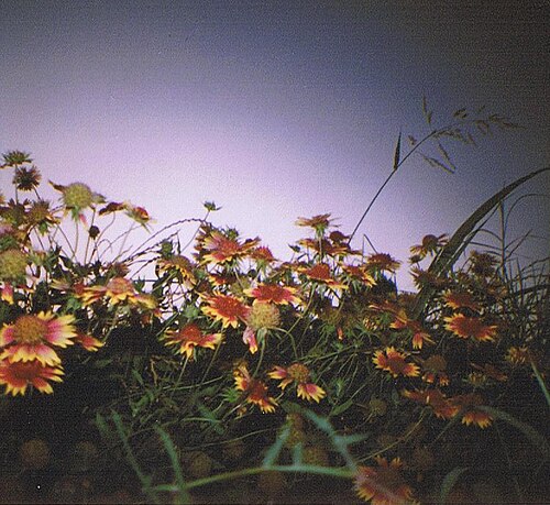 ダイアナ 野生の花畑のミニ写真